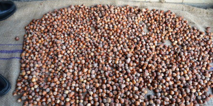 Yılın İlk Fındığı Tüccara İndi