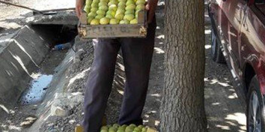 İncir Üreticisini Sevindiriyor