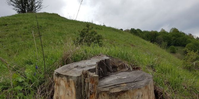 Ödül Getiren Ağaç Kesilince, Yerine Yenisini Dikti