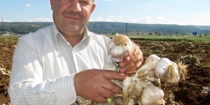 Araban Ovası’nda ’Beyaz Altın’ Hasadı Başladı