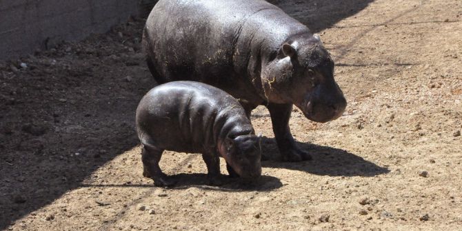 Türkiye’nin Tek Yavru Cüce Su Aygırı Mela İlk Kez Ziyaretçileriyle Buluştu