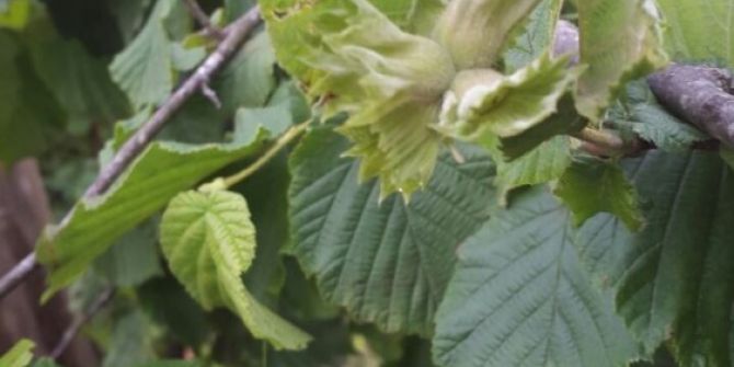 Fındıkta Külleme Hastalığı Üreticiyi Endişelendirdi