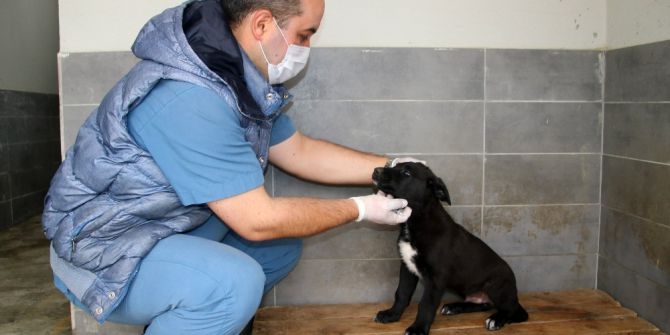 Kurt Köpeği “Doğa” Çankaya’da Hayata Döndü