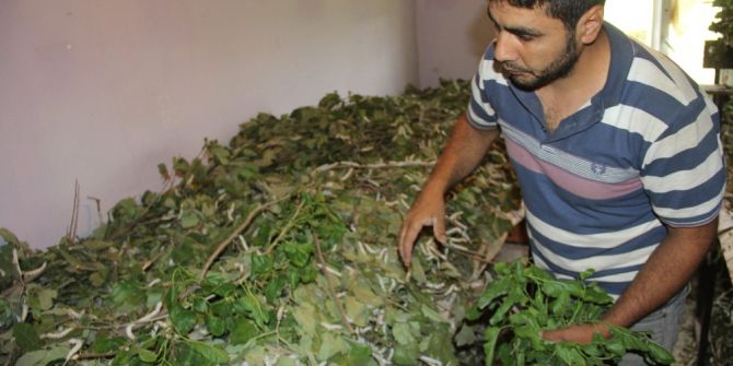 Toprak Evi İpek Böcekçiliği İçin Uygun Hale Getirdi