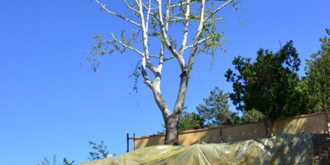 30 Yıllık Çınar Ağacını Kesmemek İçin Proje Revizyon Edildi