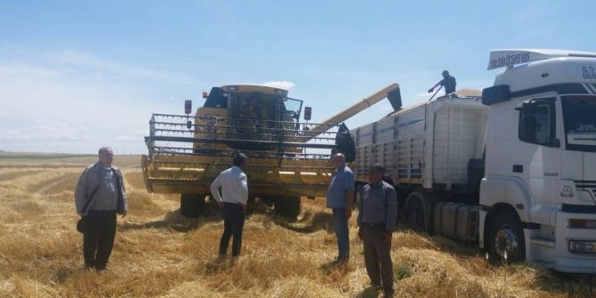 Samsat’ta Hububat Hasadı Başladı