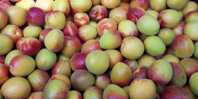 55’inci Mut Karacaoğlan Kayısı Kültür Ve Sanat Festivali Başladı