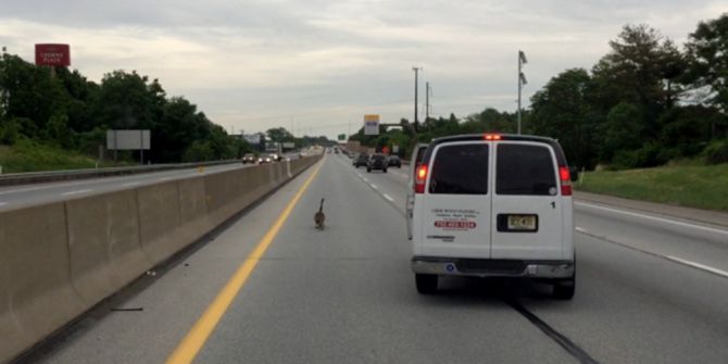 Abd’de Kaz Ailesi Otobanda Trafiği Durdurdu