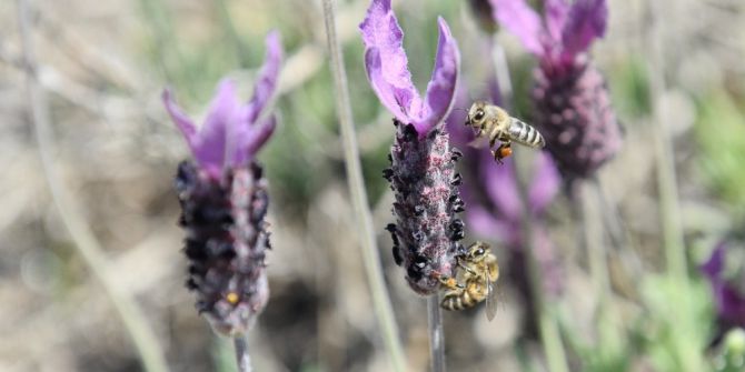 Doğal Şifa Kaynağı Tehlike Altında