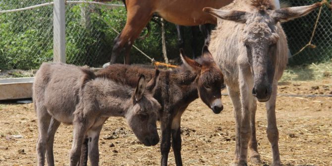 Testereli At Ve Eşek Kasaplarına Şok Baskın