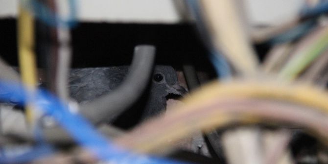 Elektrik Panosuna Sıkışan Güvercin Kurtarıldı