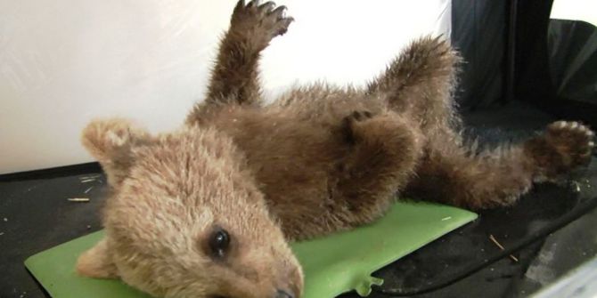 Yavru Ayı Yoğun Bakıma Alındı