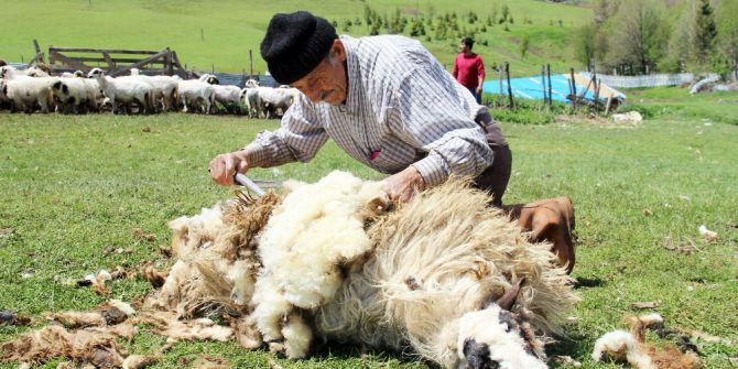 Ordu Yaylalarında Koyun Kırkma Dönemi Başladı