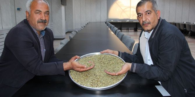 Sezonun İlk Firik Hasadı Yapıldı