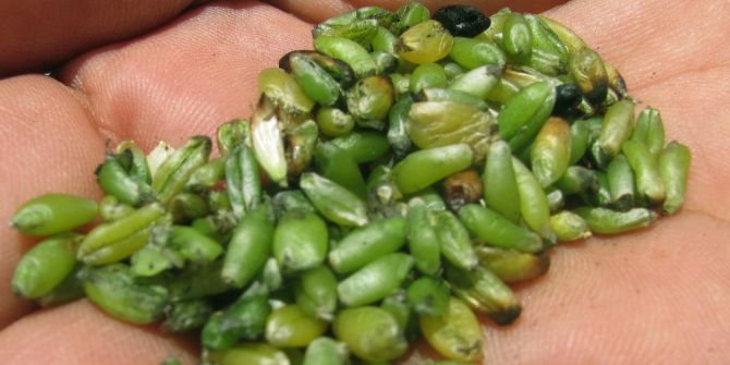 Araban Ovasında Firik Bereketi