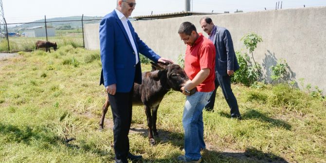 Karacabey Belediyesi Hayvan Dostu