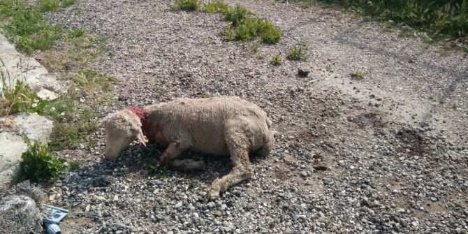 Hisarcık’ta Köpekler 3 Koyunu Telef Etti, 12 Koyunu Yaraladı