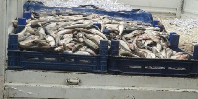 Zabıta Ekiplerinden Kaçak Balık Operasyonu