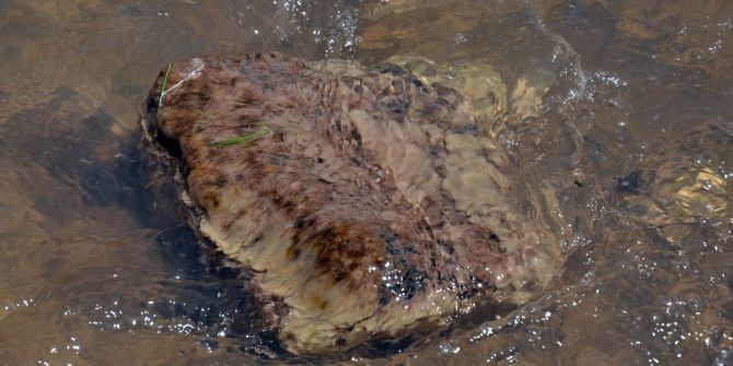 Kars Çayı’ndaki Sarımsı Madde Vatandaşları Tedirgin Ediyor