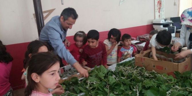 Köy Okulunda İpek Böceği Üretimi