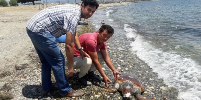 Ölü Caretta Caretta Sahile Vurdu