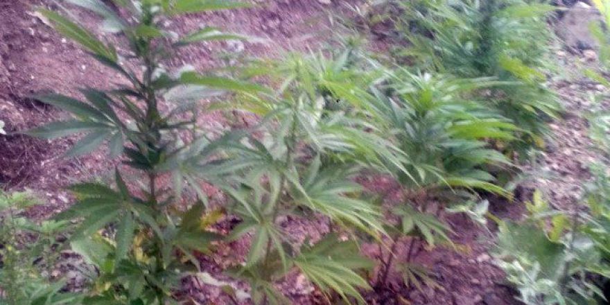 Adıyaman’da 600 Kök Kenevir Ele Geçirildi