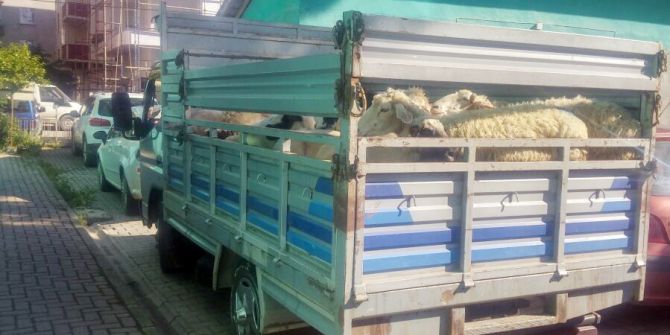 25 Adet Koyuna 3 Bin 500 Lira Ceza