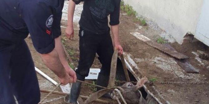 Gider Kuyusuna Düşen İnek Kurtarıldı