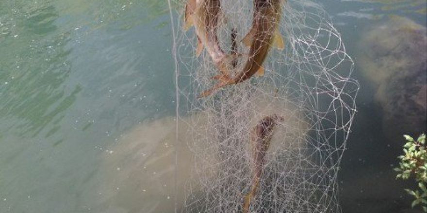 Katil Deresi’nde Alabalık Bereketi