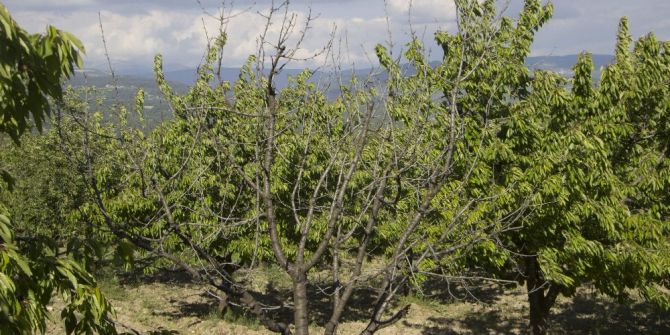 Napolyon’u 23 Nisan Karı Vurdu