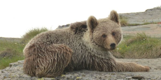 Artvin’de Ayıların Envanteri Çıkartıldı
