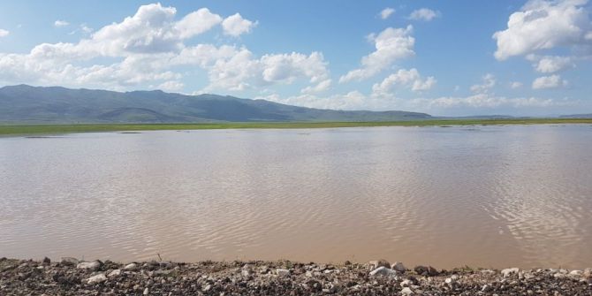 Patnos’ta Yağışlar Tarla Ürünlerini Etkiledi; Üreticiler Perişan