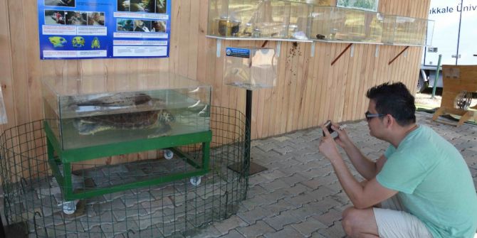Dünyanın İlk Çene Protezli Caretta Carettası Müzede Sergileniyor