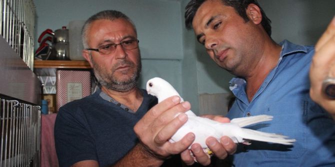 Denizli’de Güvercin Güzellik Yarışmasın Yoğun İlgi