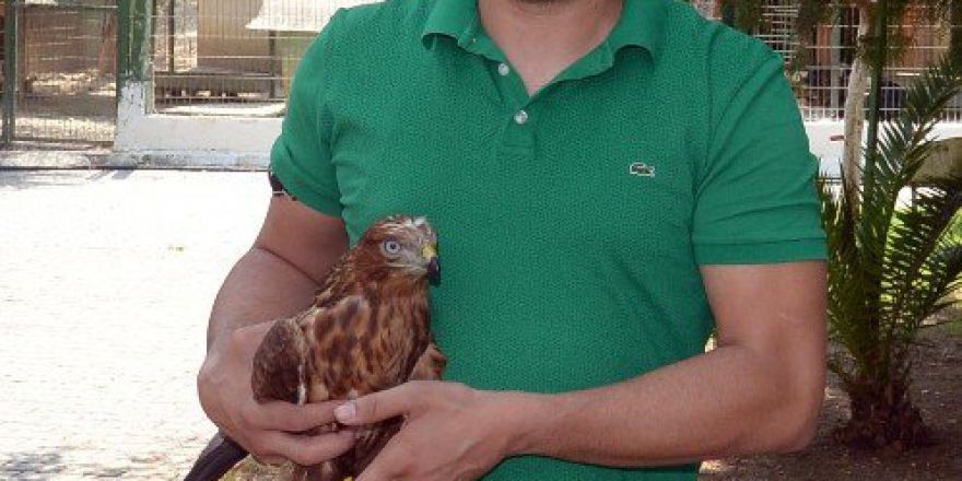 Hasta Şahin Tedavi Edildi, Özgürlüğüne Kavuşturuldu