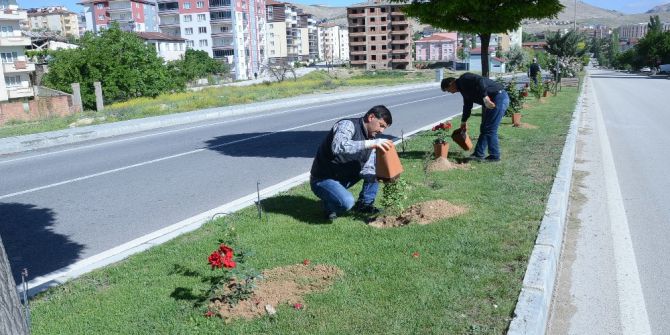 Otuz Yapraklı Gül Şehri Darende ‘Gül’ İle Donatıldı