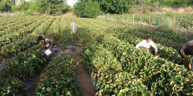 Avrupa Ve Abd’nin Çilekleri Sason’dan