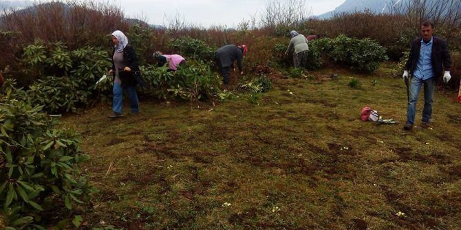 Trabzon’da Maviyemiş Bakım Çalışmalarına Başlandı