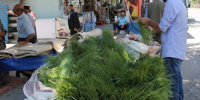 Siirt’e Özgü Peynir Otu Piyasaya Çıktı