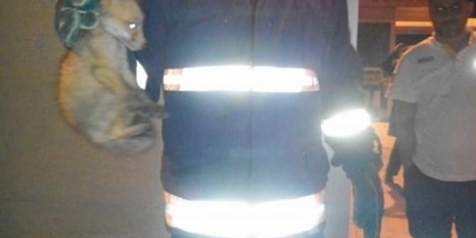 Hastanede Mahsur Kalan Yavru Tilkiyi İtfaiye Ekipleri Kurtardı