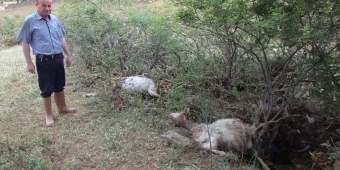 Balıkesir’de Köydeki Selde 50 Keçi Telef Oldu