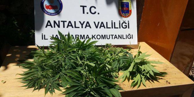 Jandarmadan Hint Keneviri Operasyonu