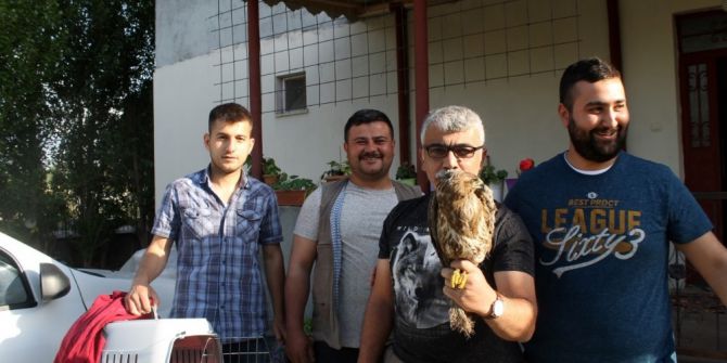 Yavru Şahin Koruma Altına Alındı