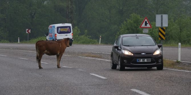 Karayolunun Ortasına Çıkan İnekler Sürücüleri Korkutuyor