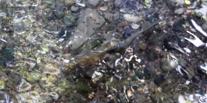 Balıklıgöl’de Eğri Balık Görenleri Şaşırttı