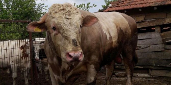 ‘Paşa’ İsimli Tosunu Rekora Hazırlıyor