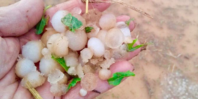 Sungurlu’da Tarım Arazilerini Dolu Vurdu