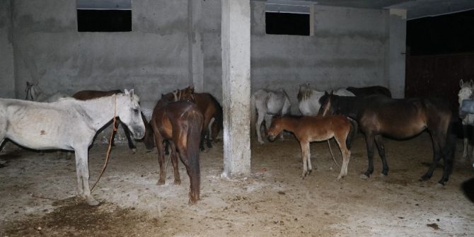 Polis Kaçak At Kesimi Yapan Eve Operasyon Düzenlendi