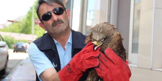 Yaralı Şahine Zabıta Sahip Çıktı