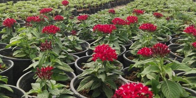 Akdeniz, 120 Bin Çiçekle Renklenecek